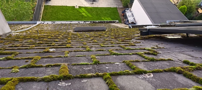 toiture pleine de mousse